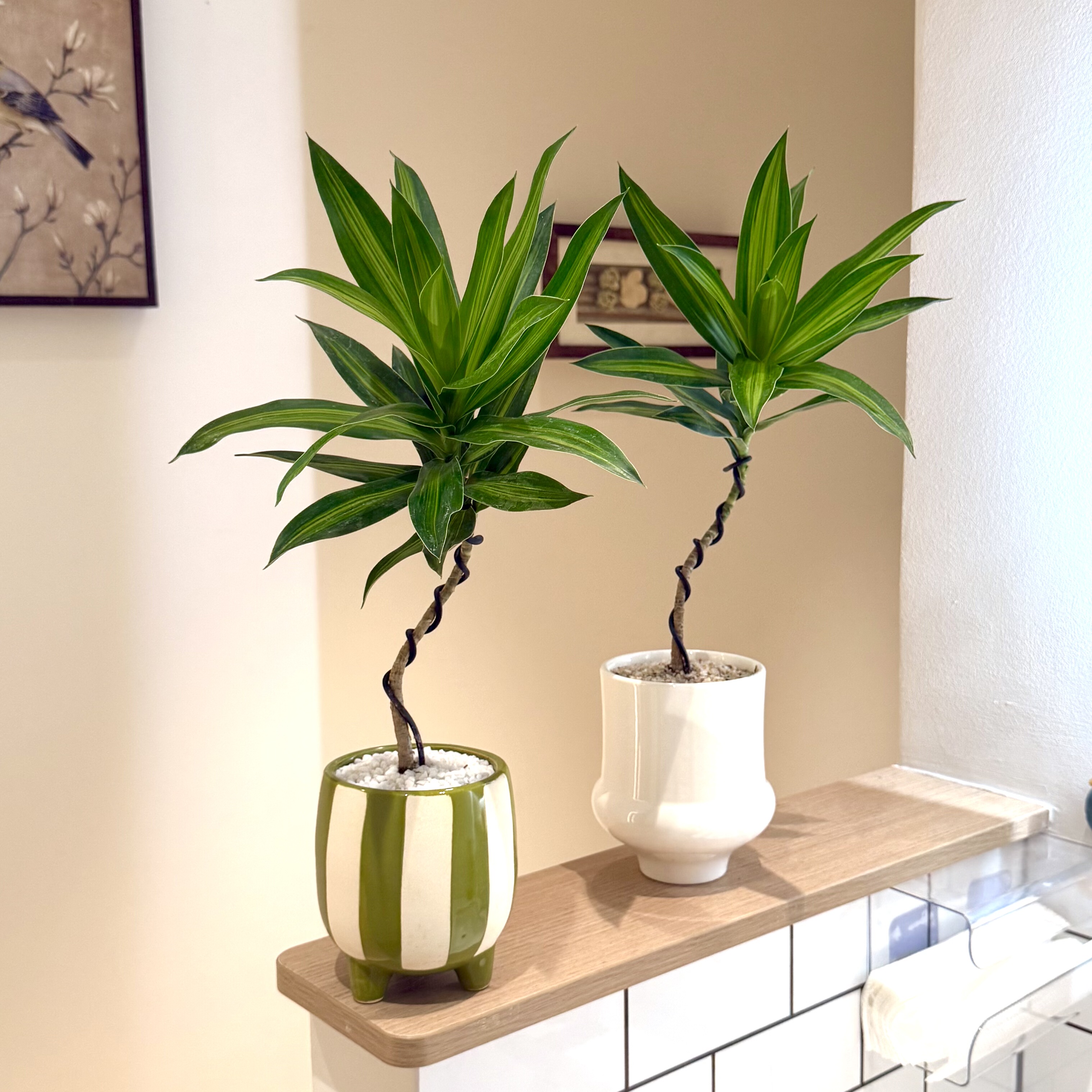 造型金心青叶百合竹盆栽盆景室内客厅办公室桌面观叶趣味花卉绿植