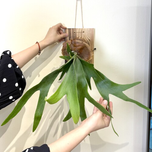 北欧风吊挂鹿角蕨苔藓球板植盆栽