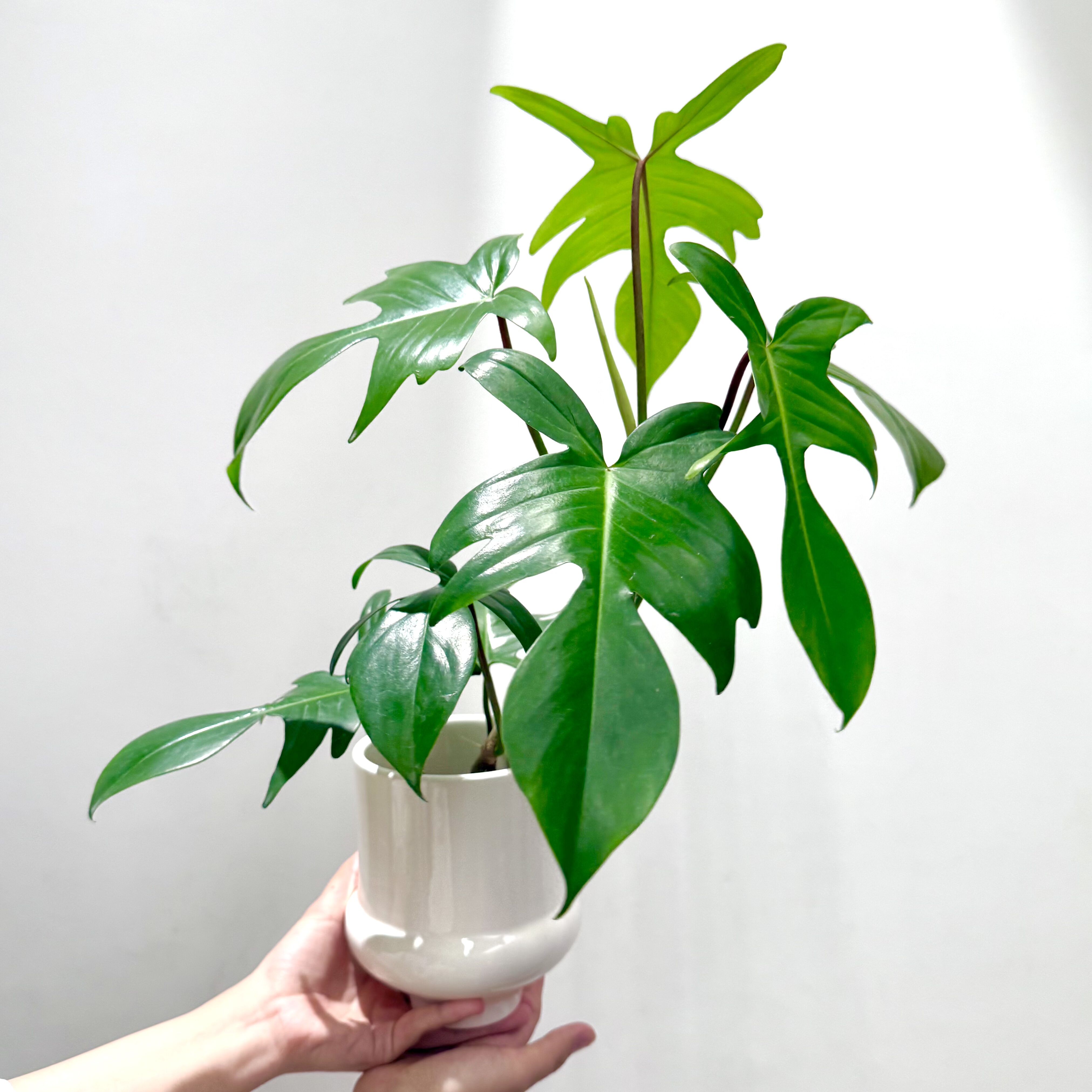 飞机蔓绿绒盆栽室内绿植客厅办公室桌面懒人植物北欧风好养竹芋