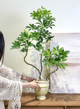 大苗多造型鸭脚木鸭掌木盆栽