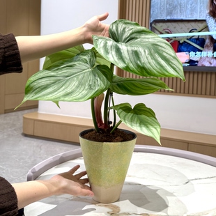 大苗西瓜碧浪竹芋海芋盆栽盆景室内客厅办公室桌面观叶花卉绿植