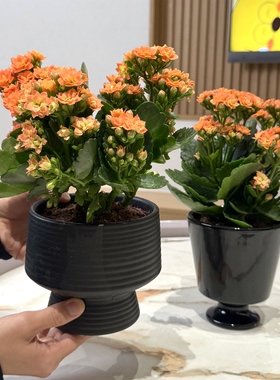 橙色长寿花带花苞盆栽盆景室内客厅办公室桌面观花趣味花卉绿植