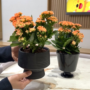 橙色长寿花带花苞盆栽盆景室内客厅办公室桌面观花趣味花卉绿植