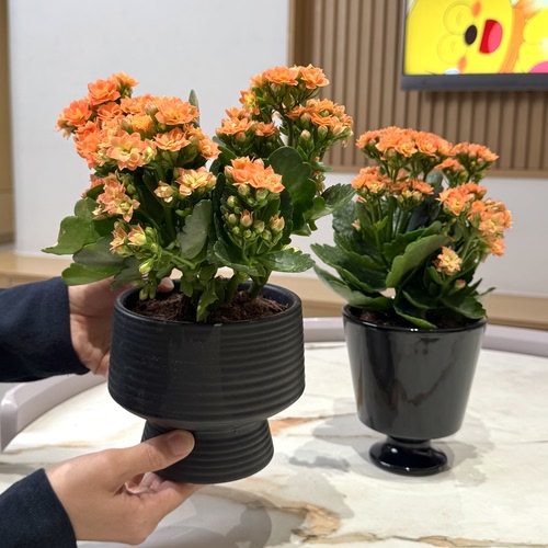 橙色长寿花盆栽阳台客厅好养花卉