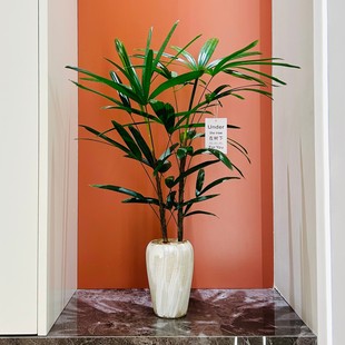 棕竹盆栽办公室客厅茶室桌面耐阴绿植高级感禅意四季懒人好养植物