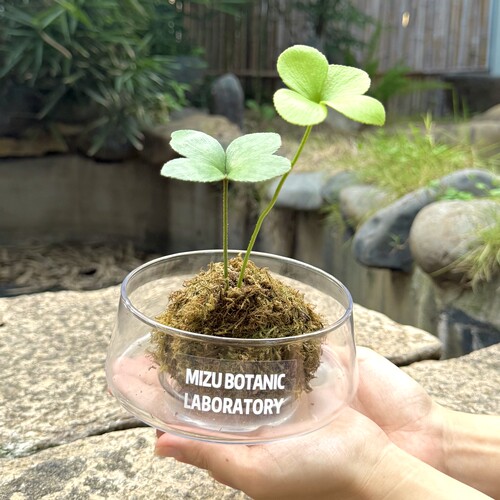 可爱墨西哥铁树苔藓球盆栽好养