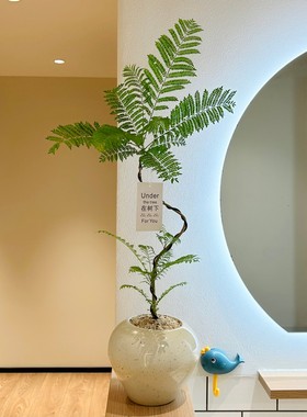 S型老桩禅意蓝花楹盆栽高级感绿植客厅茶室桌面懒人好养易活植物