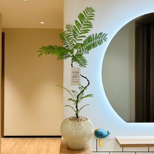 S型老桩禅意蓝花楹盆栽高级感绿植客厅茶室桌面懒人好养易活植物