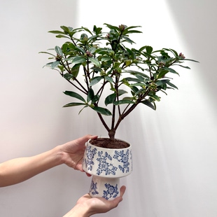 四季香味金边瑞香带花苞盆栽盆景室内客厅办公室桌花好养花卉绿植