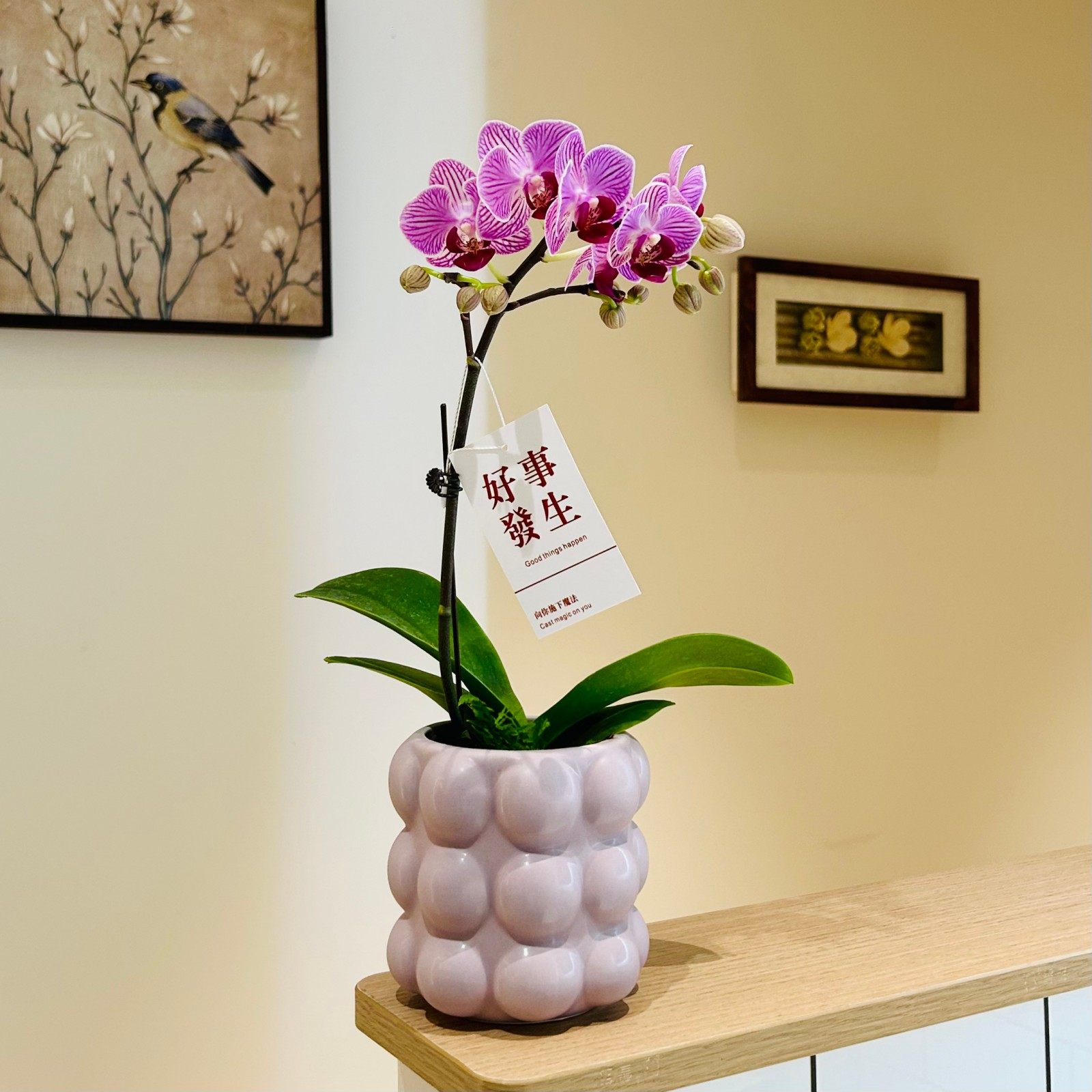 粉色蝴蝶兰盆栽四季开花好养花卉