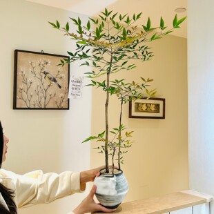 丛林南天竹盆栽客厅办公室茶室禅意绿植耐旱懒人四季好养家居植物