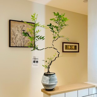 双苗S型老桩造型九里香盆栽桌面花卉绿植好养活四季开花清香植物
