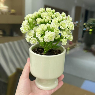 绿巴黎长寿花盆栽四季开花植物花卉客厅阳台办公室绿植耐旱好养活