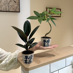 黑金刚橡皮树发财树盆栽盆景室内客厅办公室摆放好养活花卉绿植