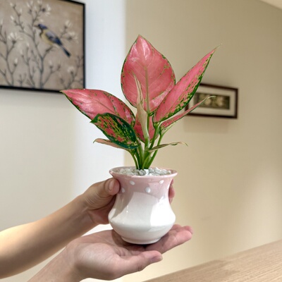 可爱吉利红如意皇后竹芋海芋盆栽盆景室内客厅办公室桌面花卉绿植