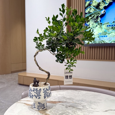 九里香盆栽阳台客厅桌面好养花卉