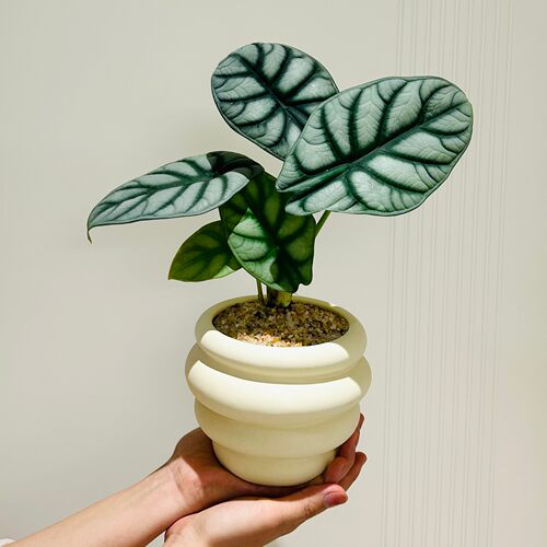 白犀牛海芋盆栽耐阴好养易活