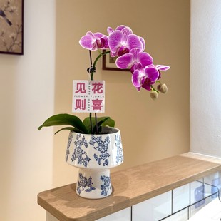 粉紫蝴蝶兰盆栽室内客厅办公室桌面懒人花卉绿植四季开花好养植物