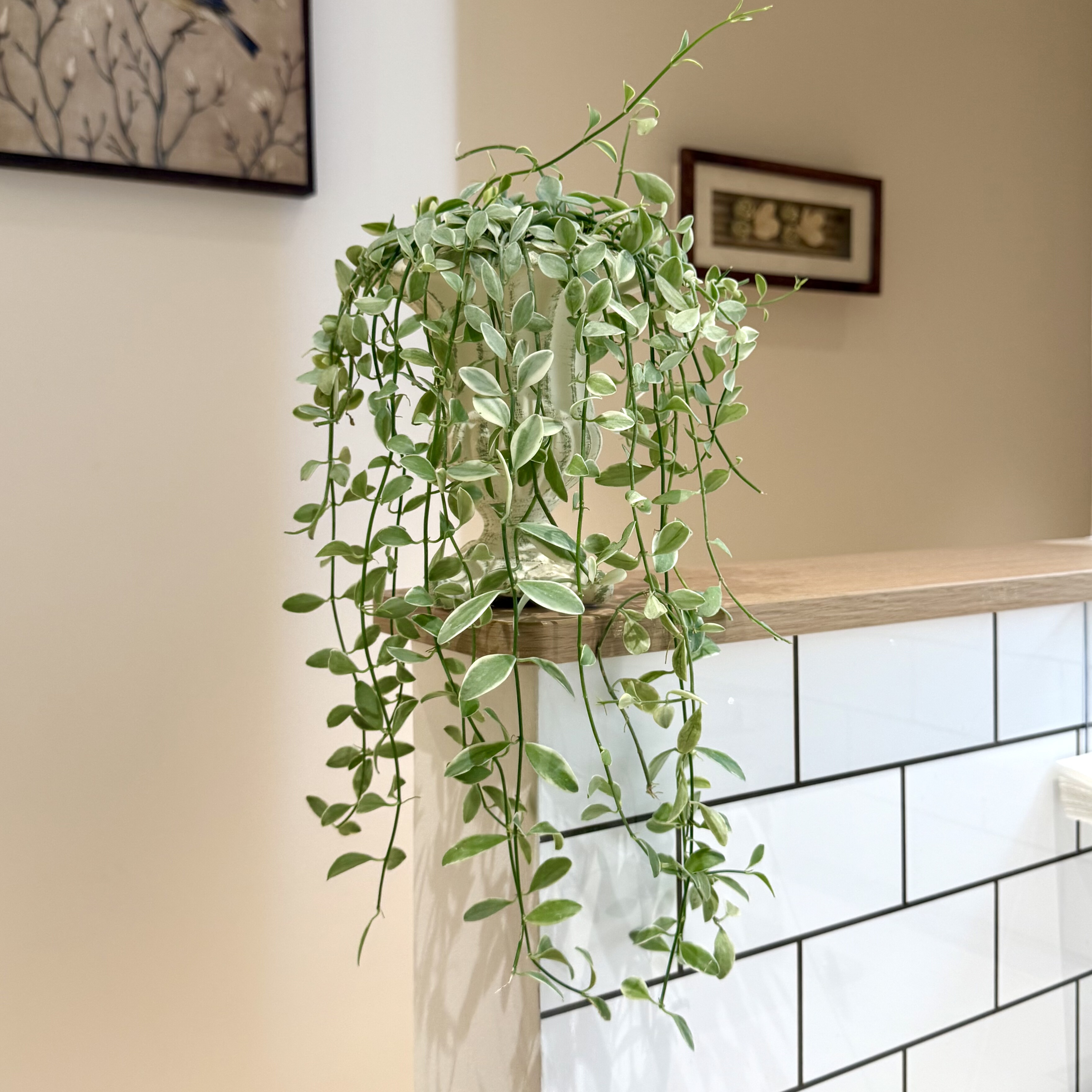 垂藤绿翡翠盆栽客厅办公室玄关创意绿植四季常青懒人好养易活植物,鲜花速递/花卉仿真/绿植园艺,绿植,淘宝优惠券,粉丝福利购,淘宝优惠卷