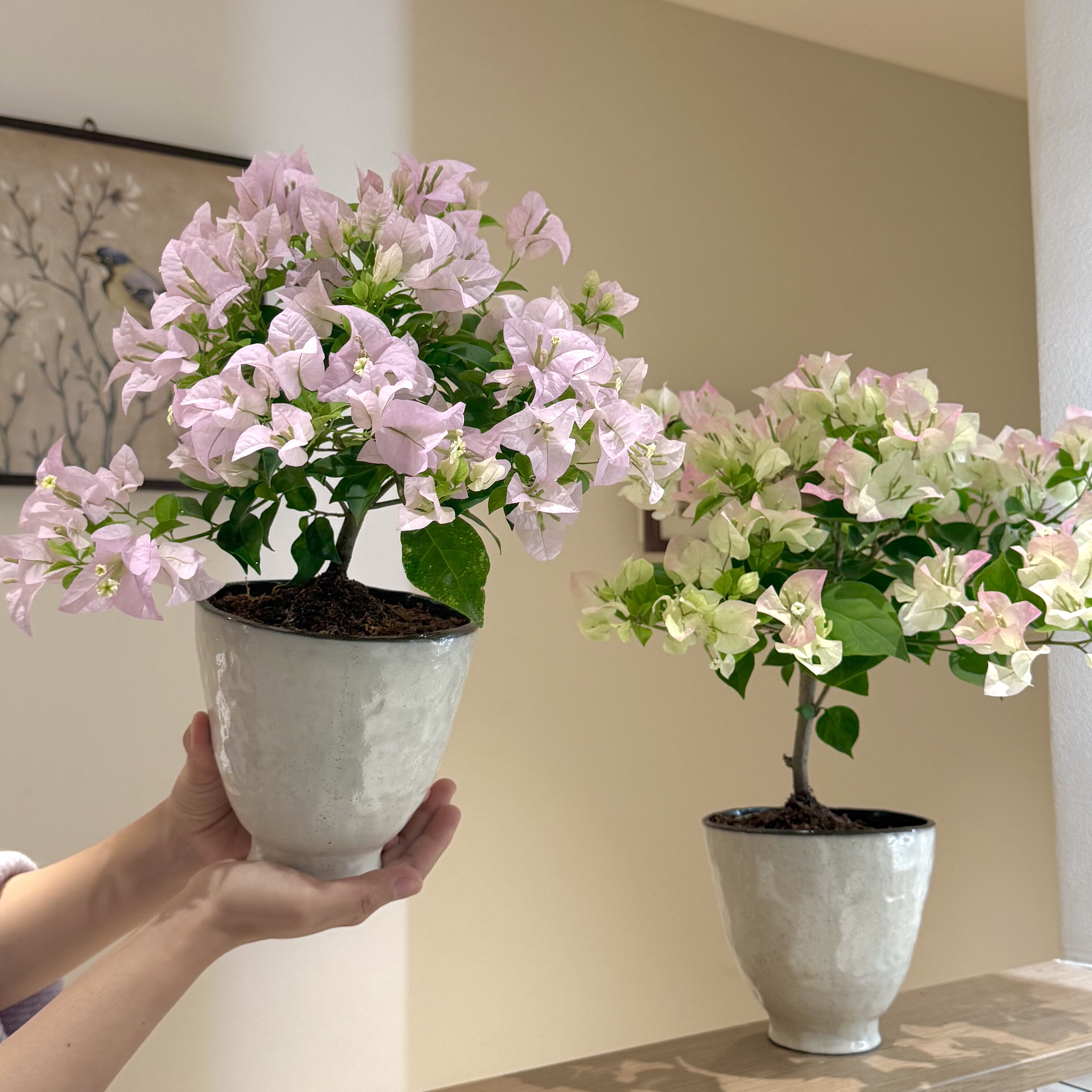 苹果花绿樱伊娃系列三角梅