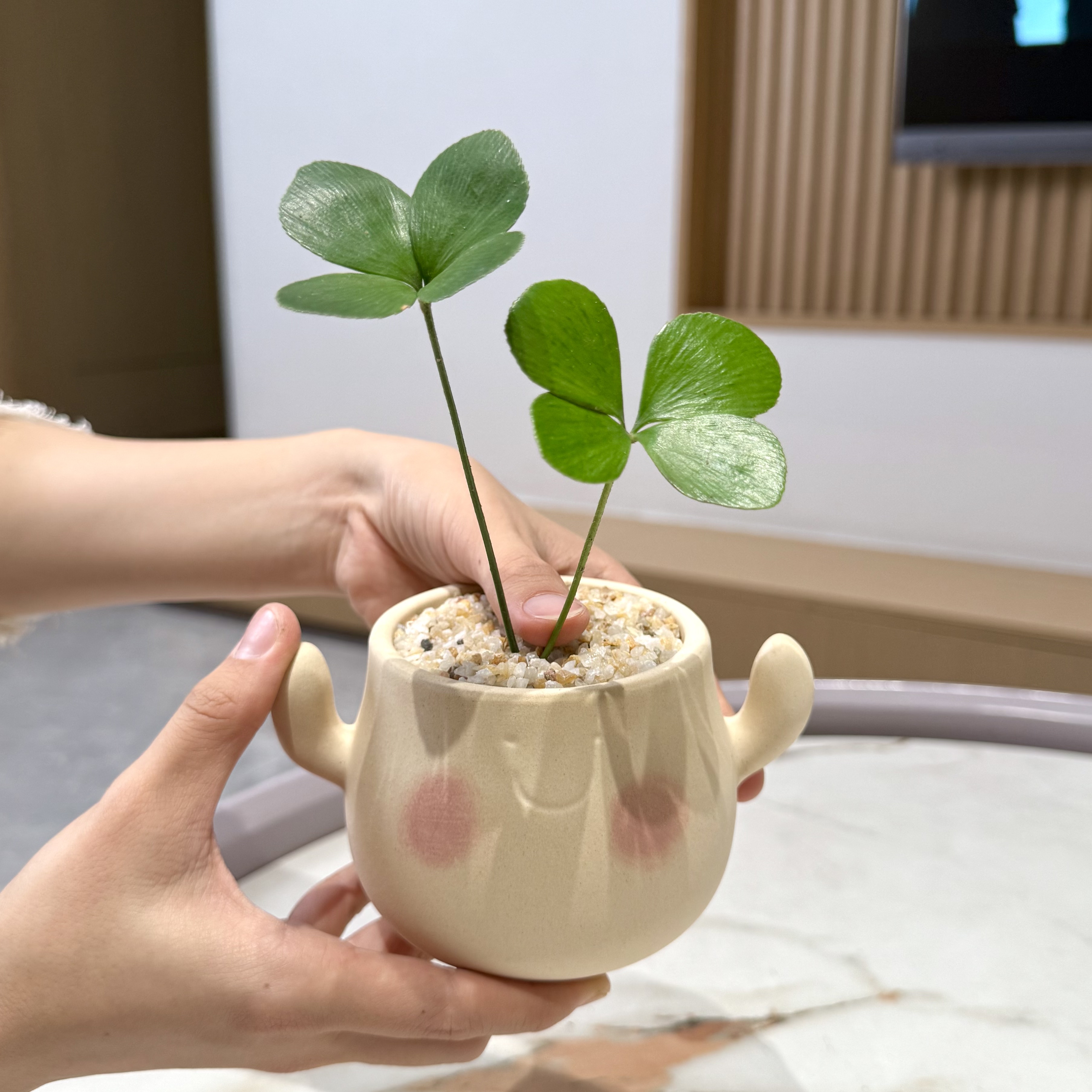 幸运草墨西哥铁树盆栽盆景室内阳台办公室桌面观叶趣味花卉绿植