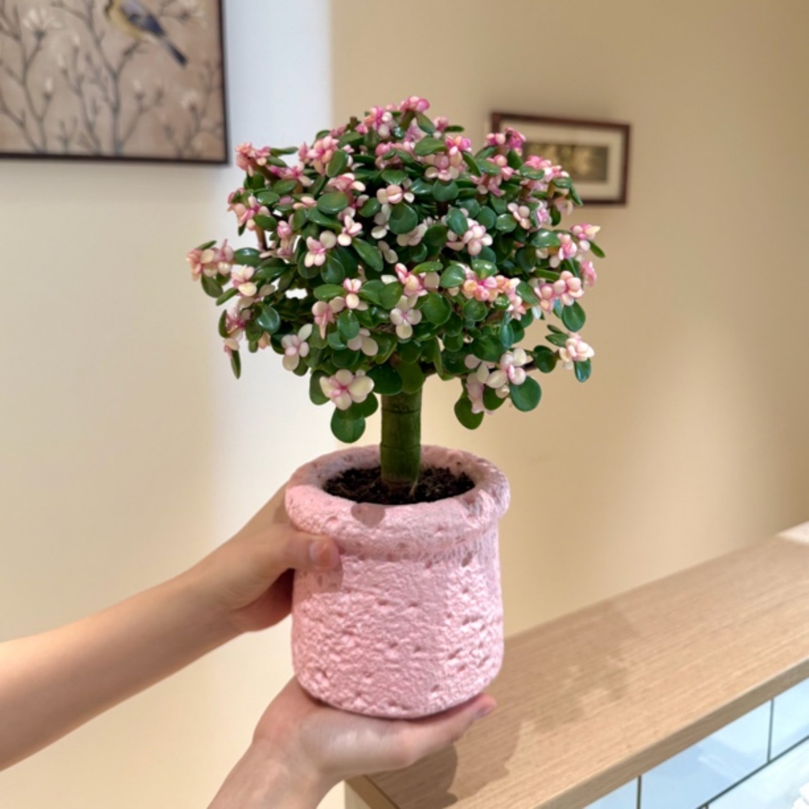 棒棒糖老樁金枝玉葉盆栽辦公室桌面耐旱綠植懶人好養(yǎng)易活多肉植物