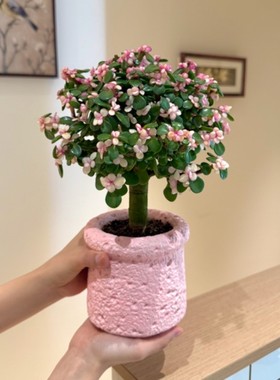 棒棒糖老桩金枝玉叶盆栽办公室桌面耐旱绿植懒人好养易活多肉植物