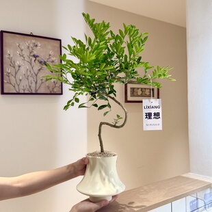 大苗S老桩造型九里香七里香盆栽盆景室内客厅办公室桌面花卉绿植