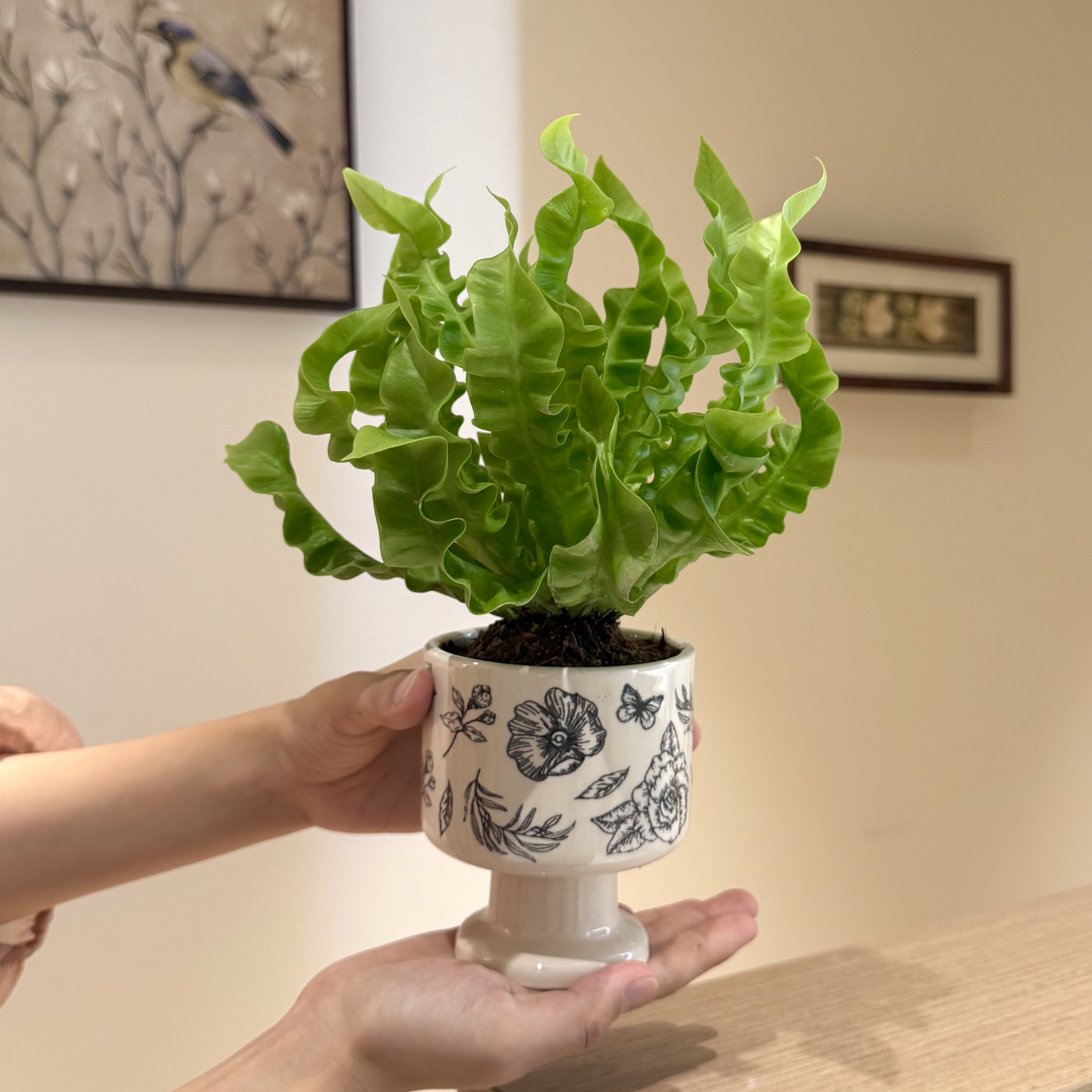 火焰鸟巢蕨盆栽工位好养易活绿植