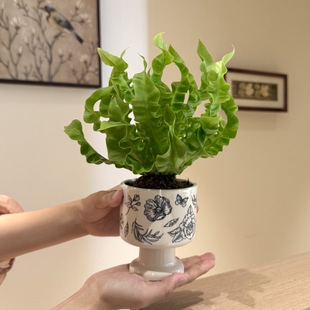 蕨类植物 火焰鸟巢蕨盆栽客厅办公室桌面ins风绿植懒人好养活四季