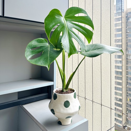 龟背竹盆栽桌面好养绿植