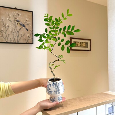 九里香小盆栽四季好养活花卉绿植