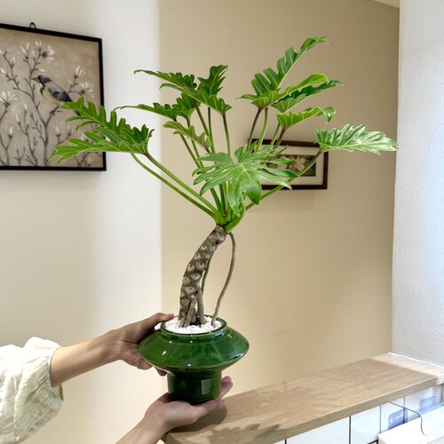 老桩龙鳞小天使春羽竹芋海芋盆栽