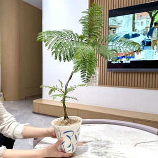 意境带侧芽造型蓝花楹盆栽盆景室内阳台办公室桌面观叶花卉绿植