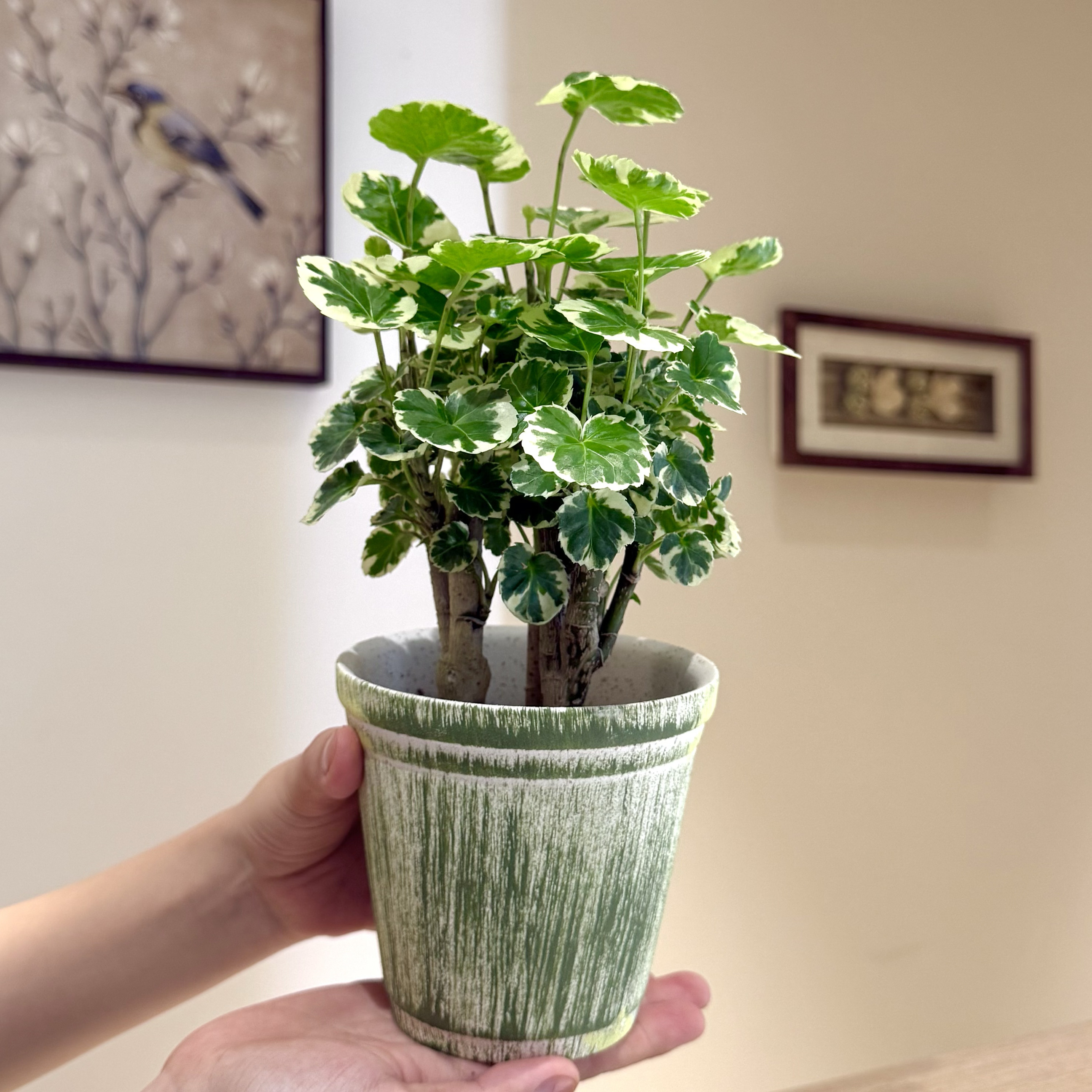花叶福禄桐盆栽四季好养绿植图片