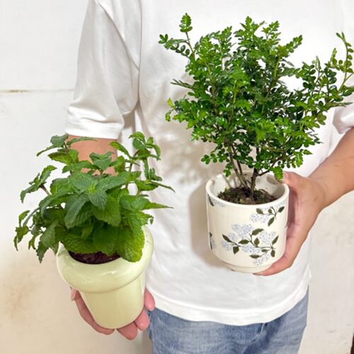 清香胡椒木盆栽桌面绿植懒人好养
