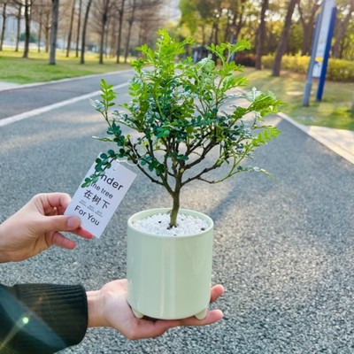 胡椒木盆栽桌面绿植四季常青好养