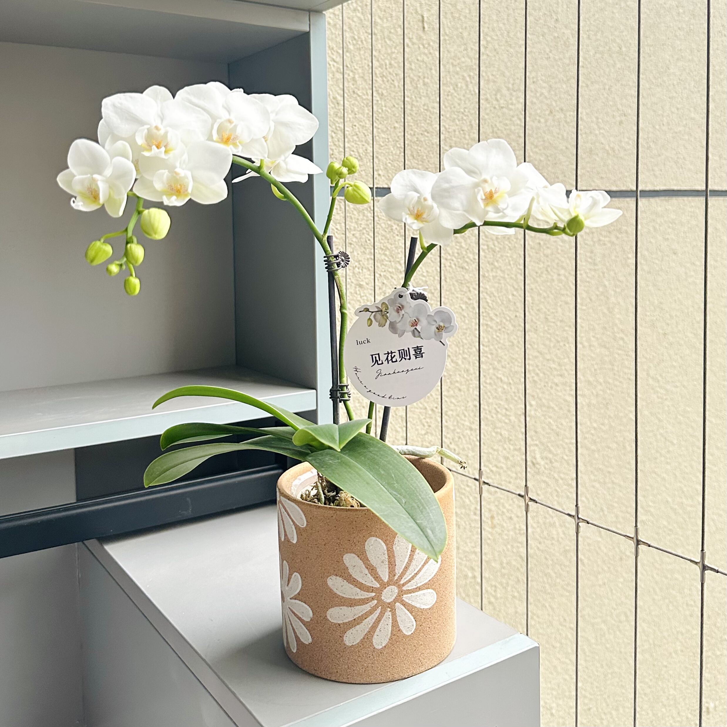 白雪公主蝴蝶兰年宵花盆栽盆景室内客厅办公室桌面观花花卉绿植