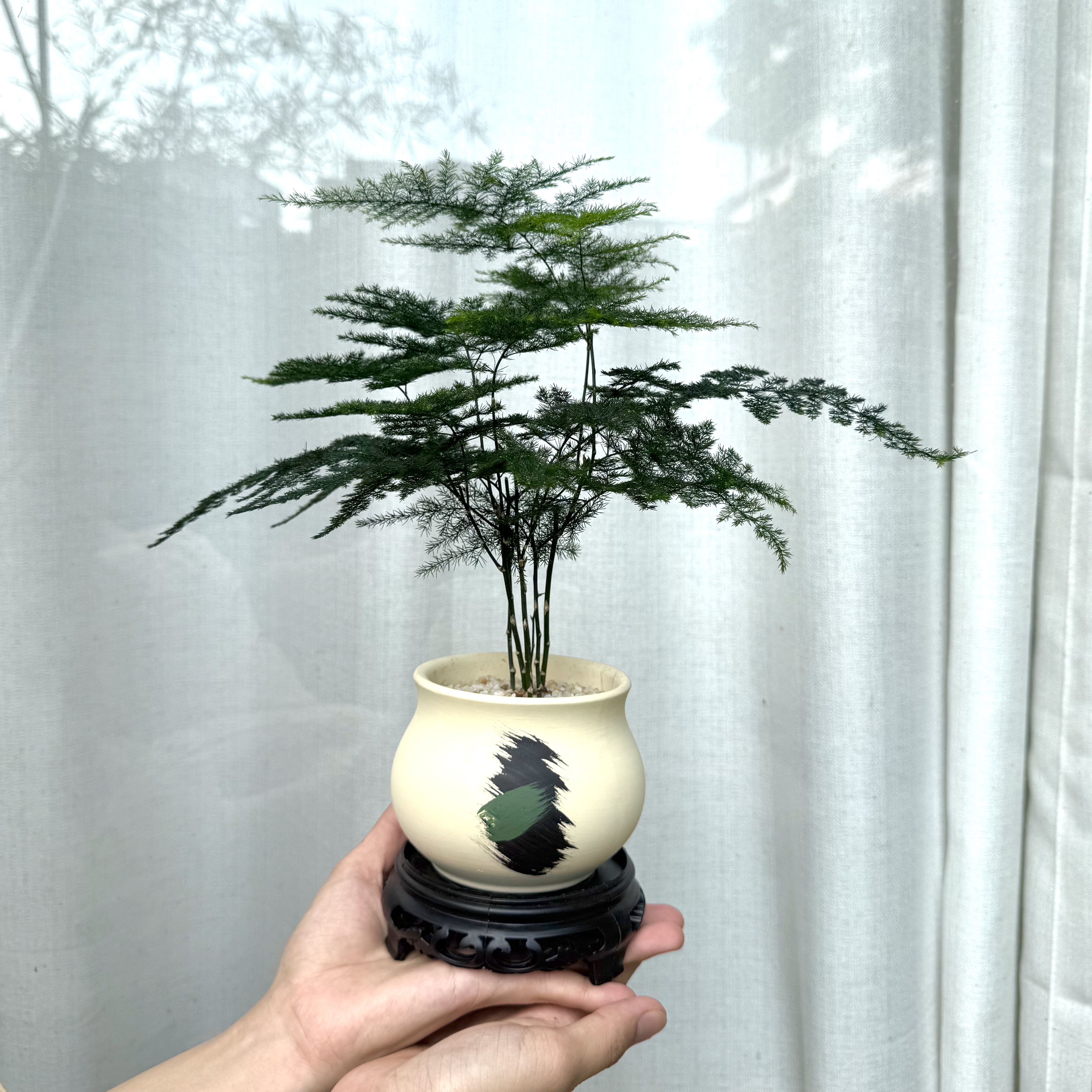 禅意大文竹盆栽茶室绿植好养易活