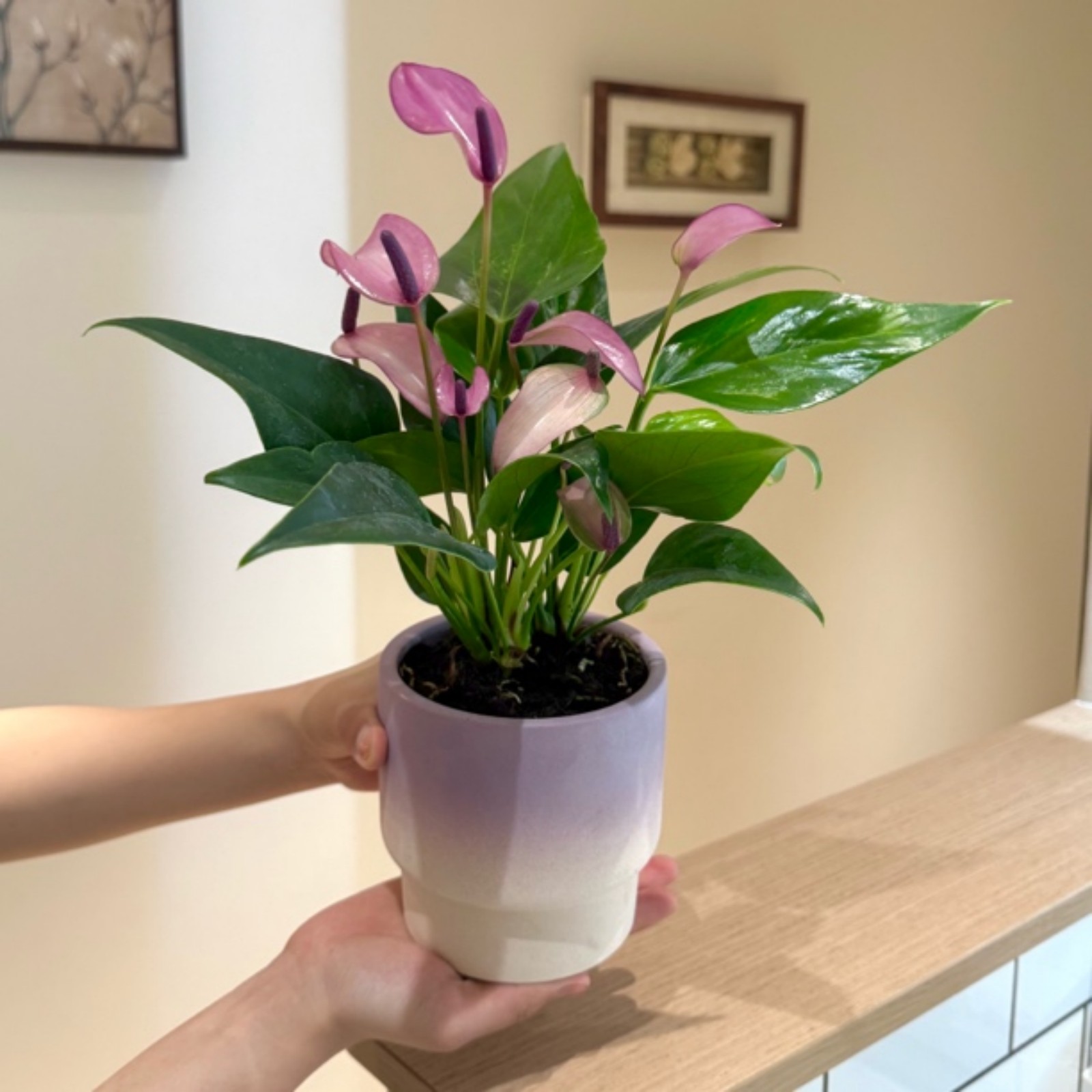 齐祖紫掌盆栽办公室四季好养花卉