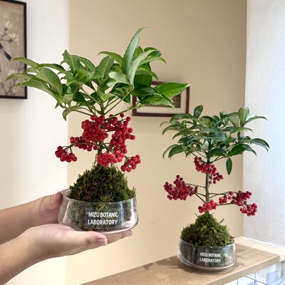 带果富贵籽苔藓球年宵花盆栽好养