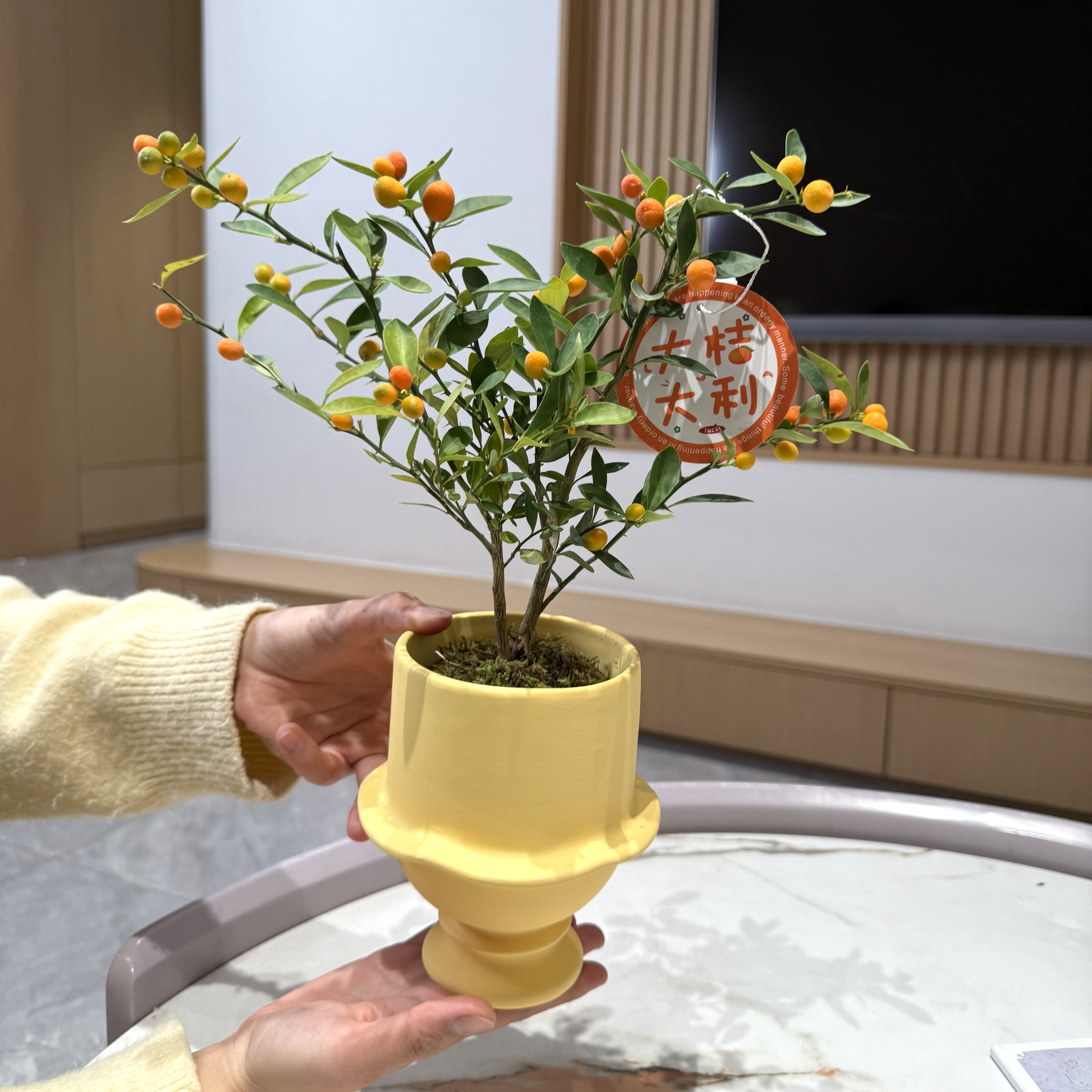 人工养殖福豆金豆盆栽盆景室内客厅办公室桌面观果花卉绿植