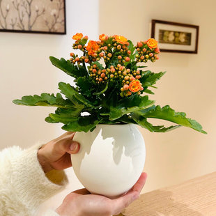 橙黄长寿花盆栽办公室桌面绿植耐旱四季开花懒人好养花卉植物爆盆