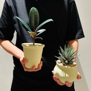 黑金刚橡皮树十二卷盆栽组合耐旱办公室桌面多肉植物懒人好养易活