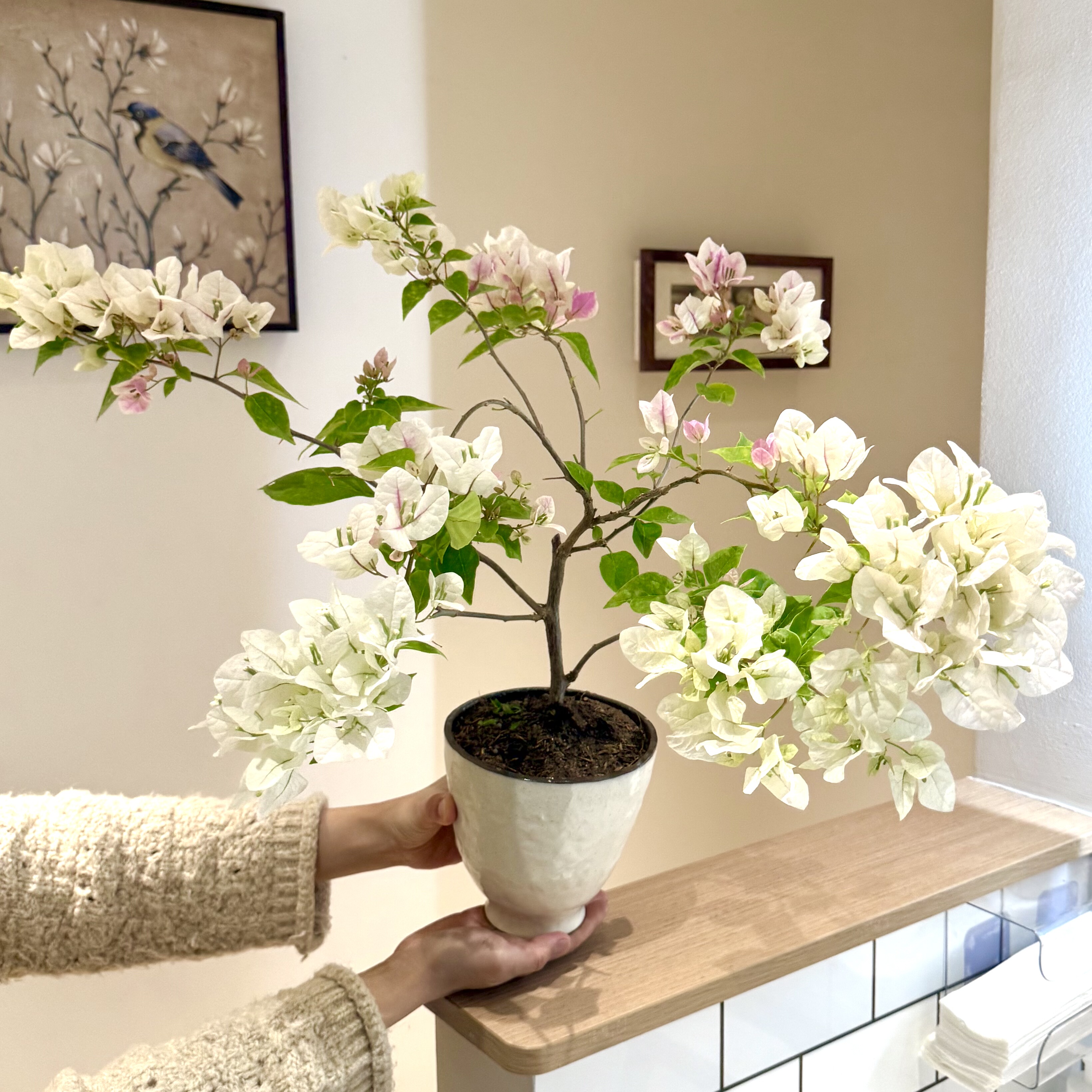 橙粉公主三角梅带花苞盆栽盆景阳台窗台好养开花庭院花卉绿植