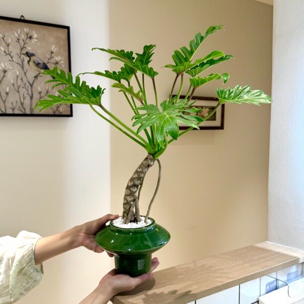 中古侘寂风龙鳞小天使海芋老桩盆栽盆景室内办公室好养花卉绿植