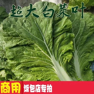 【现摘现发】东北饭包白菜叶特大叶可商用20片包邮发货