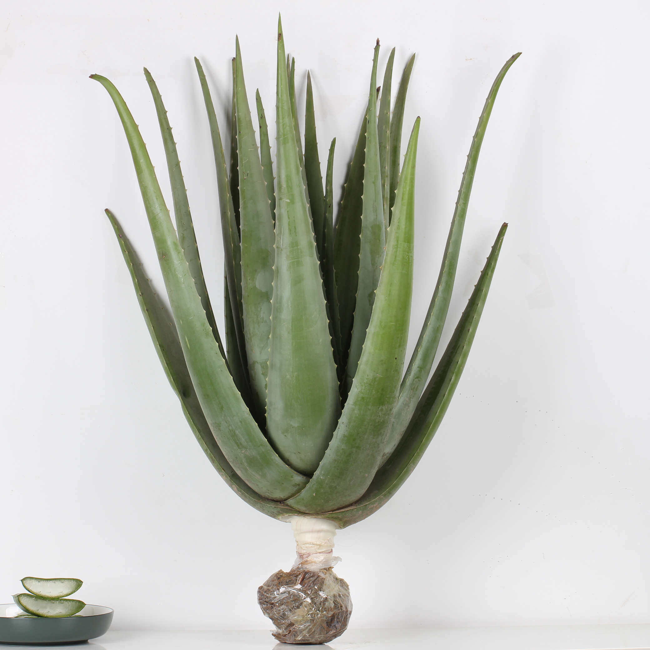 粘稠纳豆芦荟大棵美国库拉索芦荟美容植物芦荟灌肤美容院专用盆栽