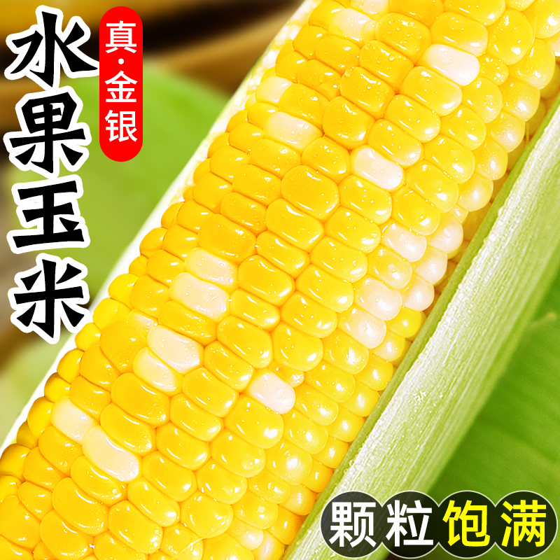 金银水果玉米新鲜爆浆牛奶玉米棒子甜玉米10斤生吃嫩苞谷即食现摘