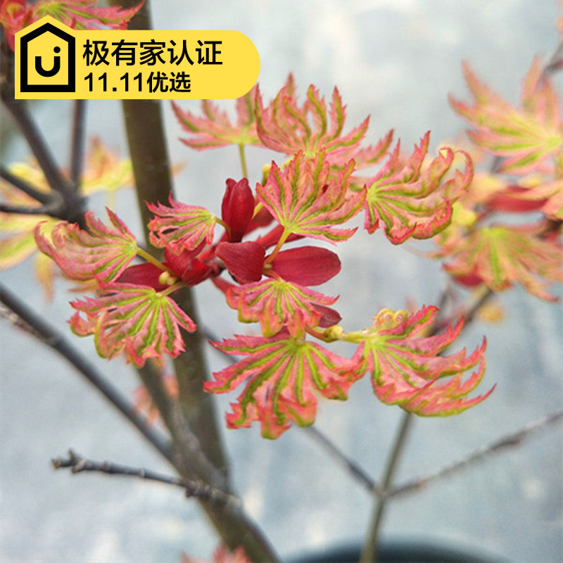 日笠山枫树 日本红枫盆景素材彩叶树花园植物阳台马洋亭下